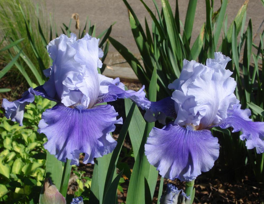 Photo of Tall Bearded Iris (Iris 'Ascent of Angels') uploaded by lovemyhouse