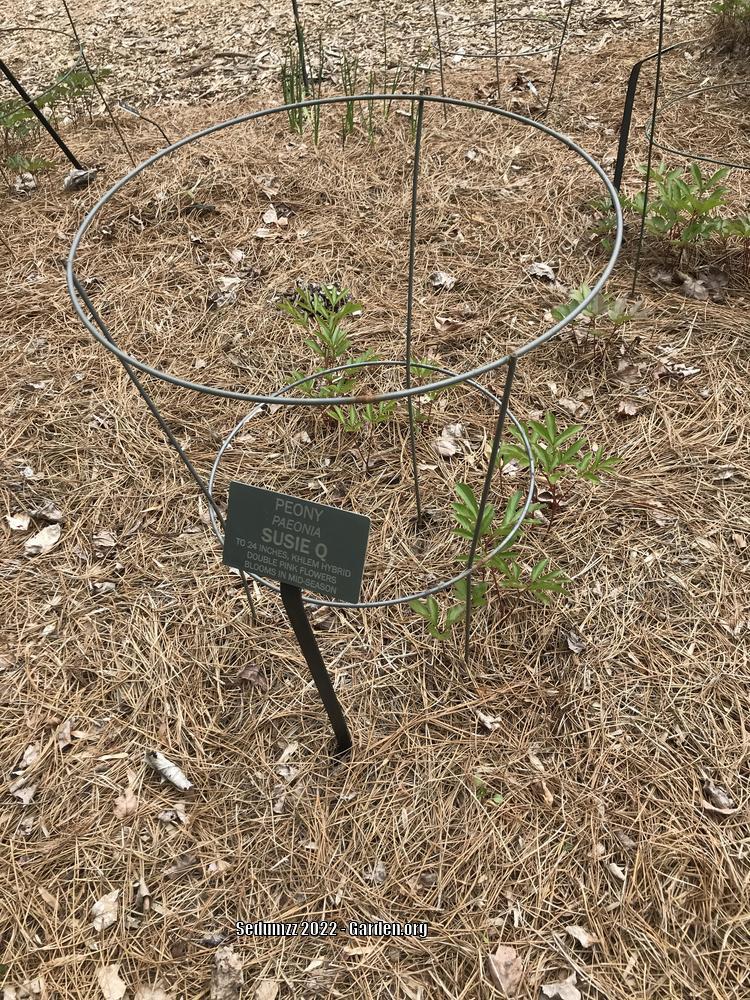 Photo of Peony (Paeonia lactiflora 'Susie Q') uploaded by sedumzz