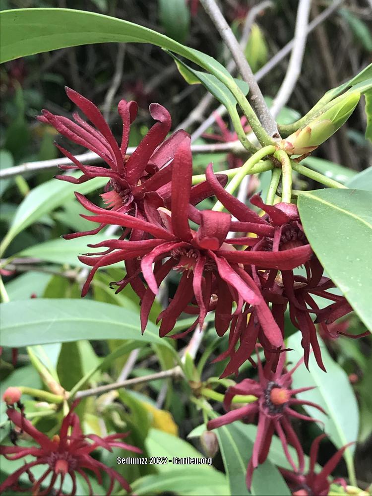 Photo of Florida Anise (Illicium floridanum) uploaded by sedumzz