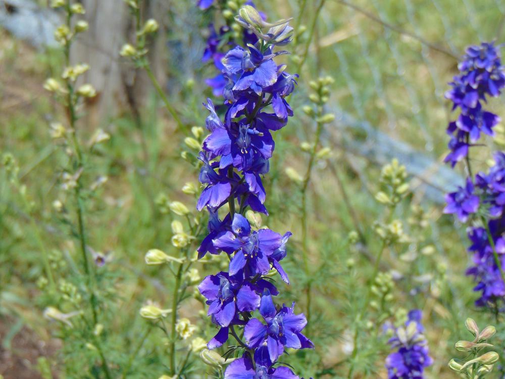 Photo of Rocket Larkspur (Consolida ajacis 'Giant Imperial Mix') uploaded by Flowerlover6