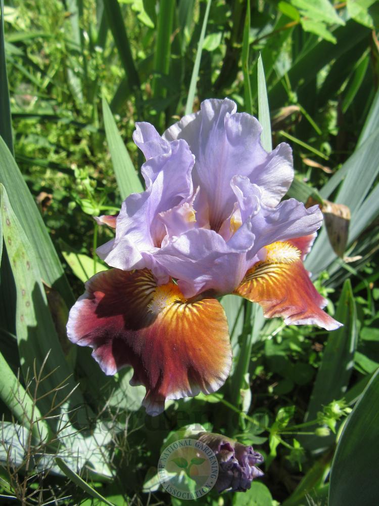 Photo of Intermediate Bearded Iris (Iris 'Man's Best Friend') uploaded by Frillylily
