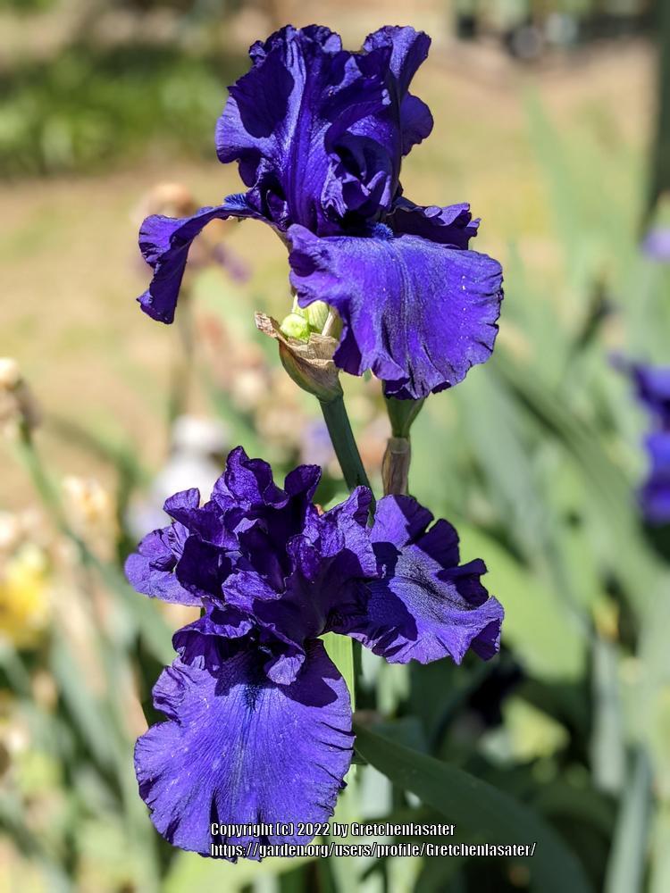 Photo of Tall Bearded Iris (Iris 'Dusky Challenger') uploaded by Gretchenlasater