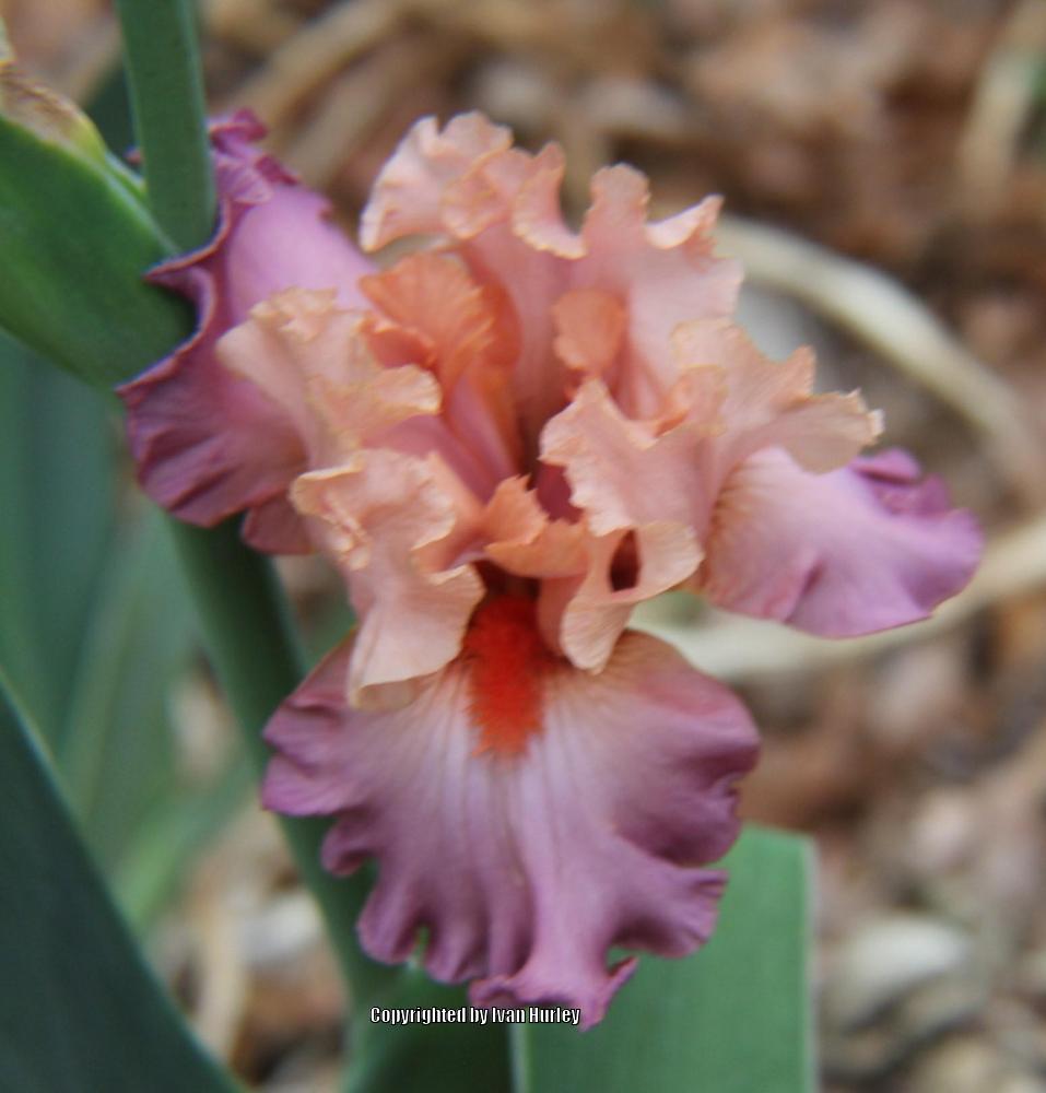 Photo of Tall Bearded Iris (Iris 'Abiding Love') uploaded by Ivan_N_Tx