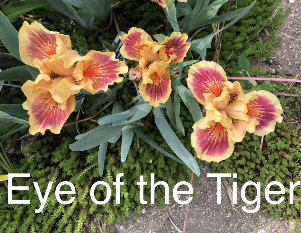 Photo of Standard Dwarf Bearded Iris (Iris 'Eye of the Tiger') uploaded by Lilydaydreamer