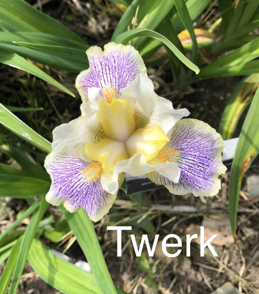 Photo of Standard Dwarf Bearded Iris (Iris 'Twerk') uploaded by Lilydaydreamer