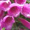 Fox glove #37 nn; LHB page 894, 179-16-7, "Latin for 'finger of a