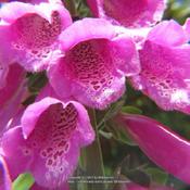 Fox glove #37 nn; LHB page 894, 179-16-7, "Latin for 'finger of a