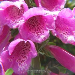 Location: Southern Pines, NC (Boyd House garden)
Date: May 1, 2022
Fox glove #37 nn; LHB page 894, 179-16-7, "Latin for 'finger of a