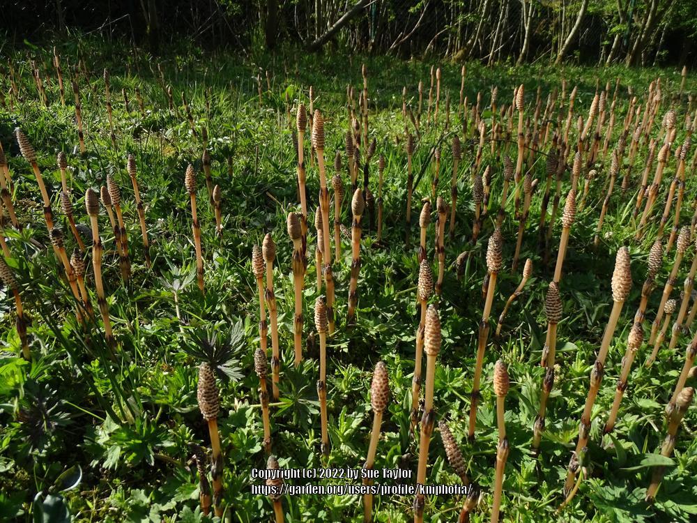 Photo of Field Horsetail (Equisetum arvense) uploaded by kniphofia