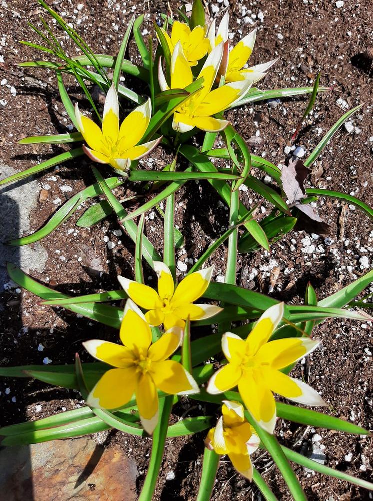 Photo of Tarda Tulip (Tulipa urumiensis) uploaded by pixie62560