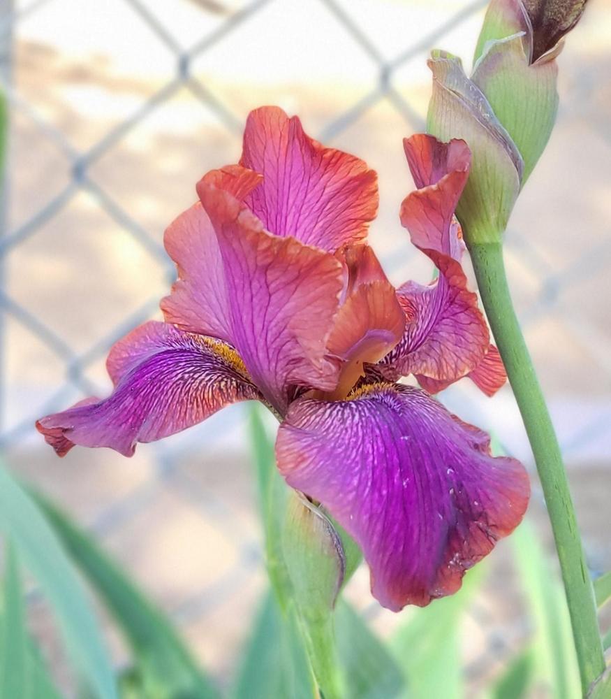 Photo of Arilbred Iris (Iris 'De Nile') uploaded by Bitoftrouble
