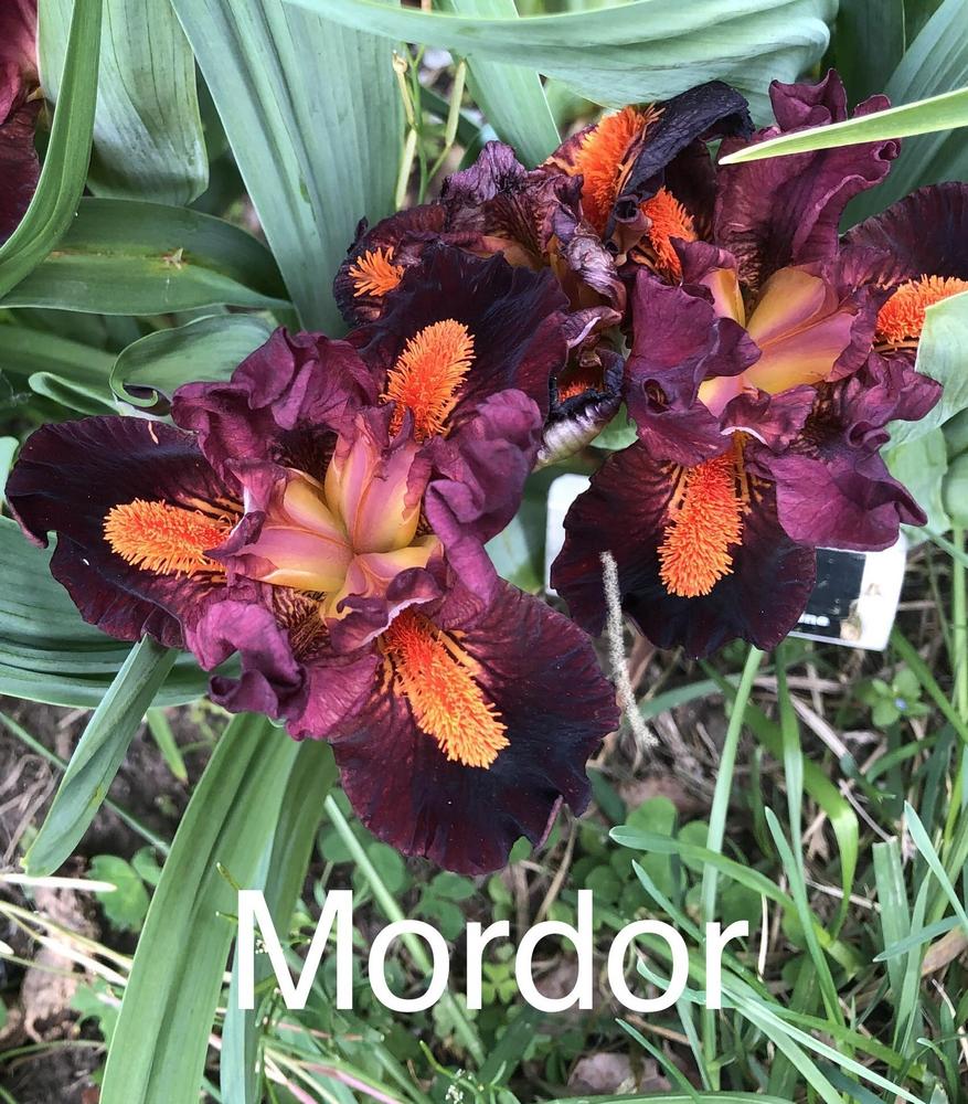 Photo of Standard Dwarf Bearded Iris (Iris 'Mordor') uploaded by Lilydaydreamer
