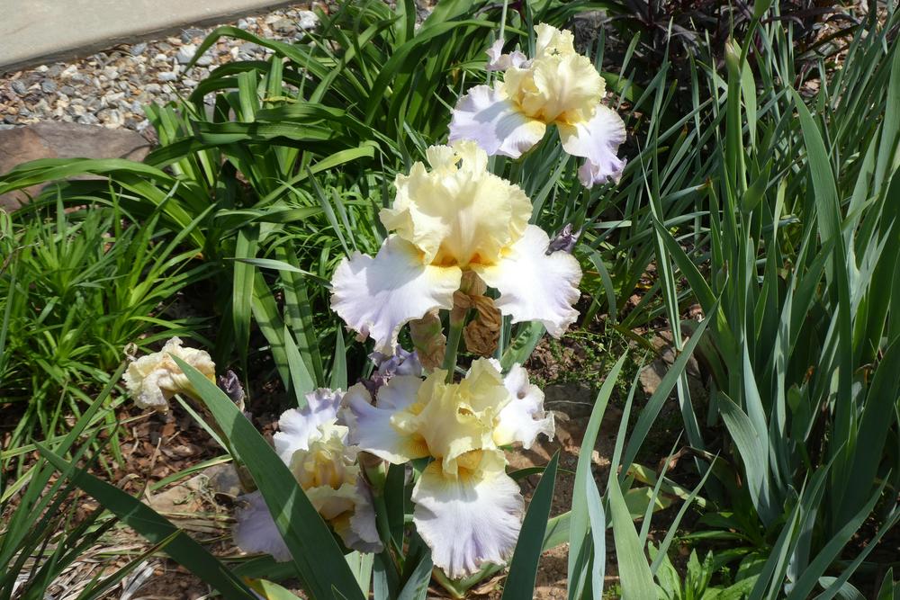 Photo of Tall Bearded Iris (Iris 'Lullaby of Spring') uploaded by LoriMT