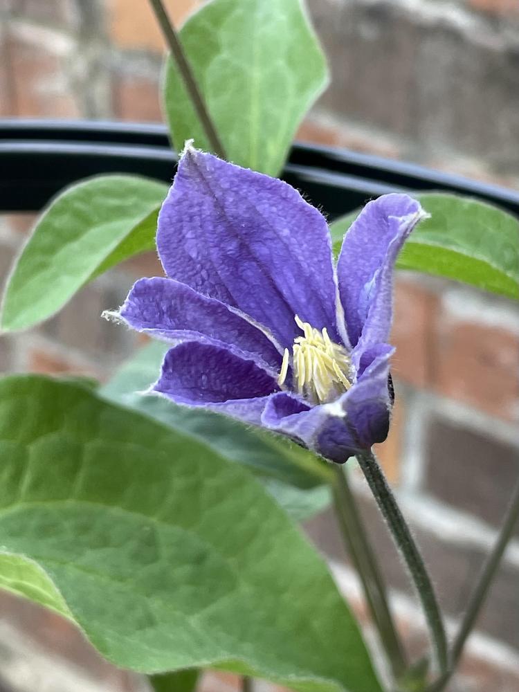 Photo of Clematis 'Arabella' uploaded by Silvana