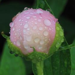 Location: Mid-Missouri, USA
Date: 2022-05-02
Bud looking lovely in a gentle rain