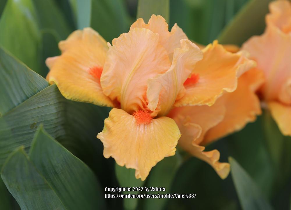 Photo of Standard Dwarf Bearded Iris (Iris 'Desert Orange') uploaded by Valery33