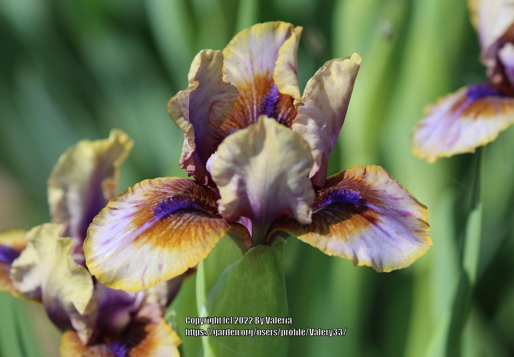 Photo of Standard Dwarf Bearded Iris (Iris 'Guise') uploaded by Valery33
