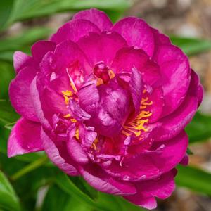 Peony Virginia Mary - some blooms display a collar of stamens sep