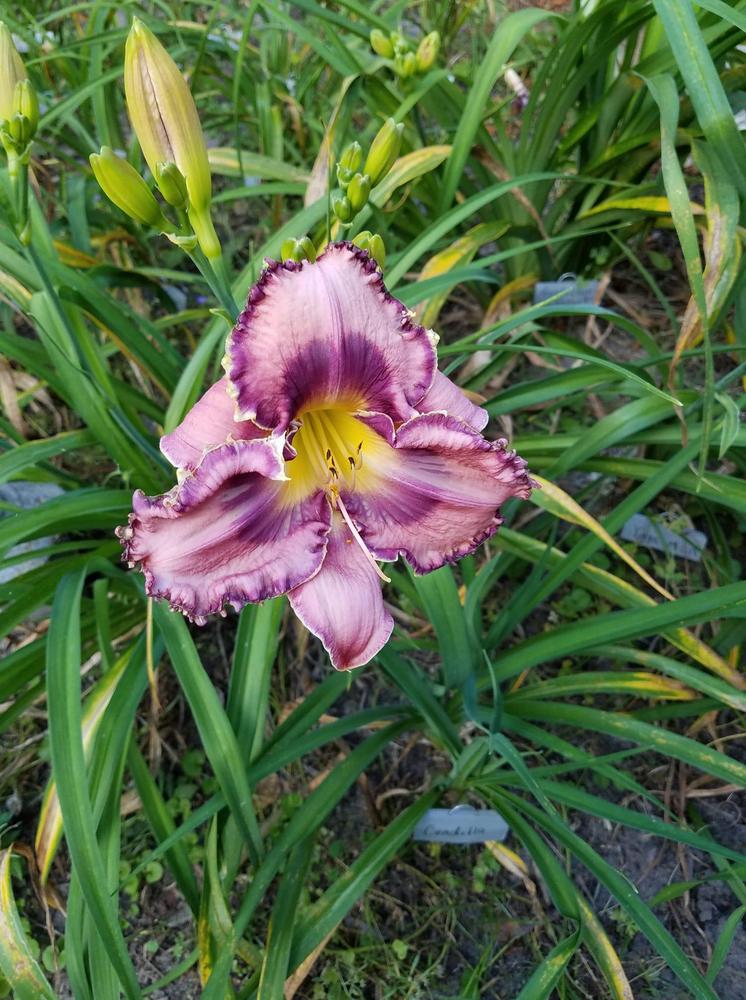 Photo of Daylily (Hemerocallis 'God Save the Queen') uploaded by hol36