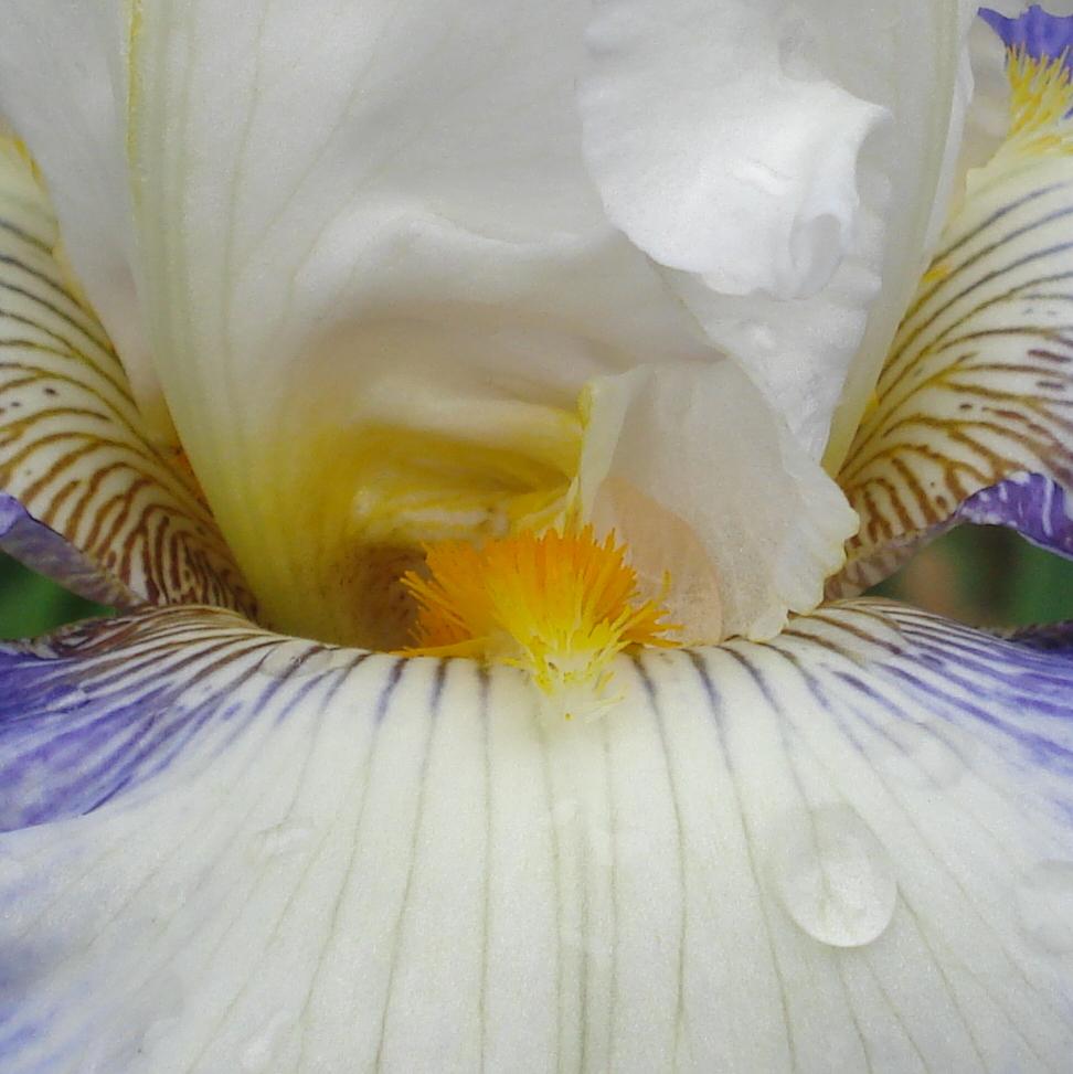 Photo of Tall Bearded Iris (Iris 'Cool Drink') uploaded by lovemyhouse