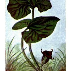 
Date: c. 1910
illustration by Chester A. Reed from his book, 'Wild Flowers East