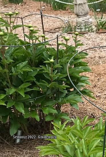 Photo of Peony (Paeonia lactiflora 'Doreen') uploaded by sedumzz