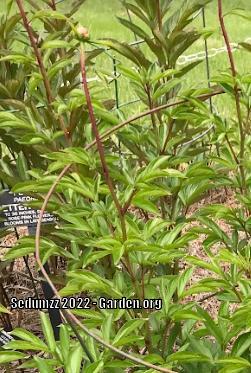 Photo of Peony (Paeonia lactiflora 'Better Times') uploaded by sedumzz