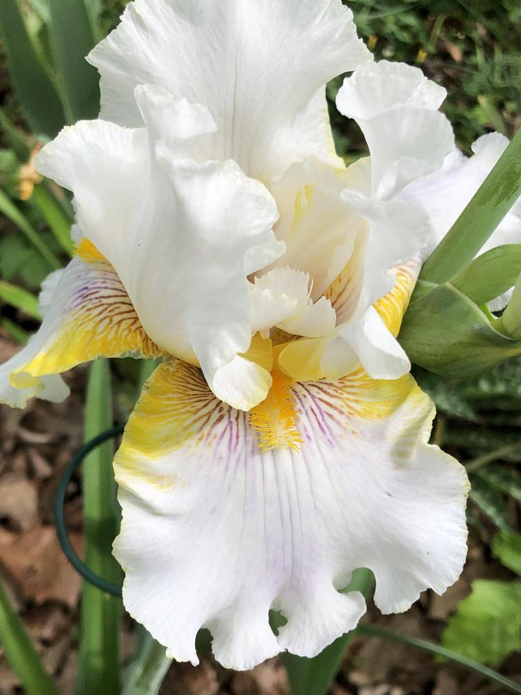 Photo of Tall Bearded Iris (Iris 'Goldkist') uploaded by Akhaight
