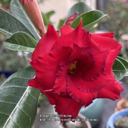 Location: Tampa, Florida
Date: 2022-05-02
My grafted desert rose Red Eagle 2022 bloom.