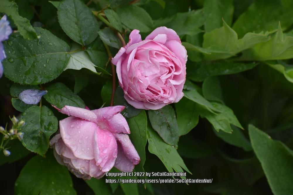 Photo of Rose (Rosa 'Soeur Emmanuelle') uploaded by SoCalGardenNut