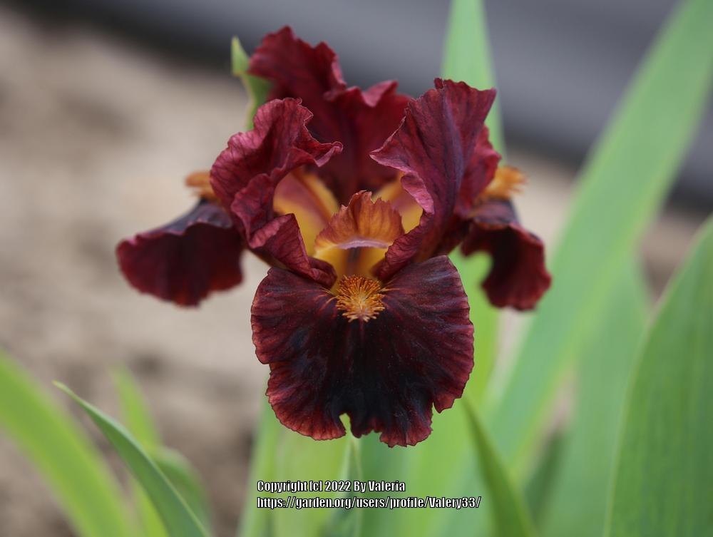 Photo of Standard Dwarf Bearded Iris (Iris 'Prysmak Mokko') uploaded by Valery33