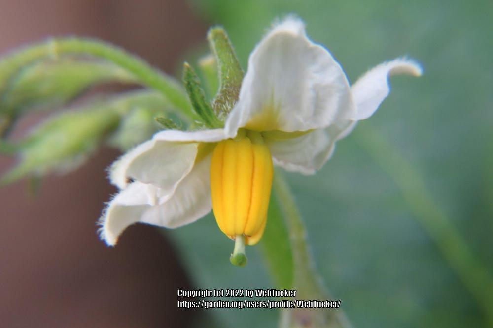 Photo of Potatoes (Solanum tuberosum) uploaded by WebTucker