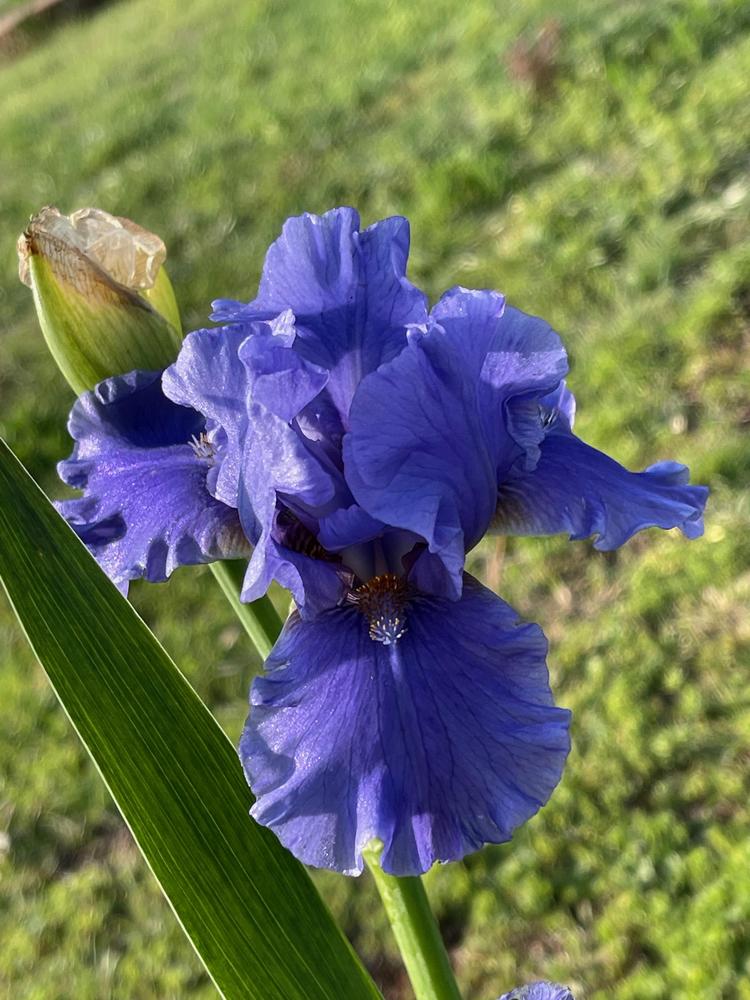 Photo of Intermediate Bearded Iris (Iris 'Aqua Taj') uploaded by Winklemanmr