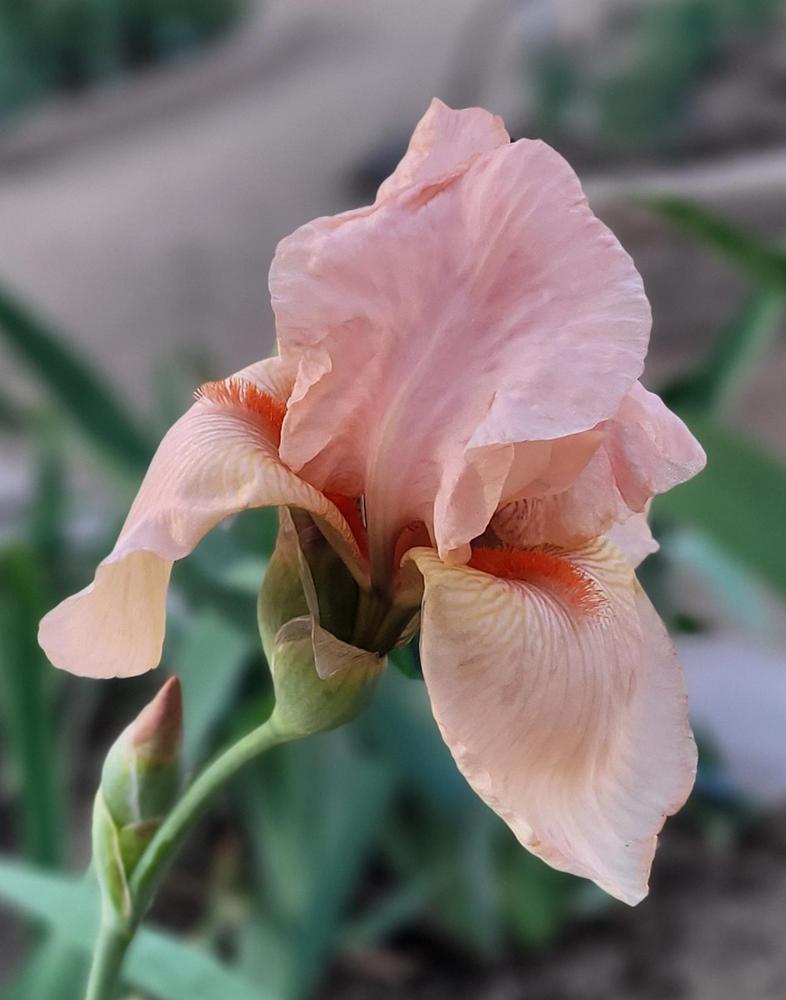 Photo of Tall Bearded Iris (Iris 'Cherie') uploaded by Bitoftrouble