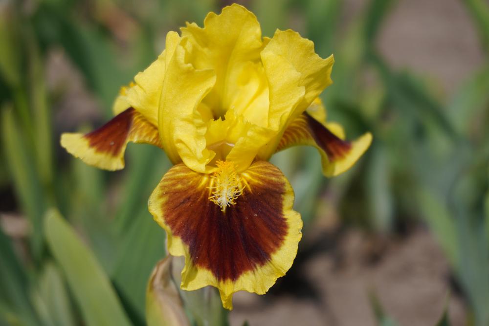 Photo of Standard Dwarf Bearded Iris (Iris 'Ultimate') uploaded by D3LL