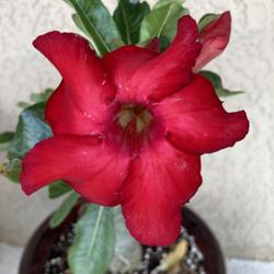 Location: Tampa, Florida
Date: 2022-04-05
This has deep red bloom and the flower size is huge compared to m