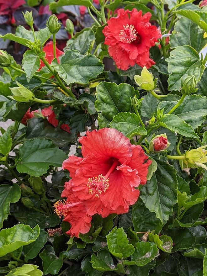 Photo of Hibiscus uploaded by Joy