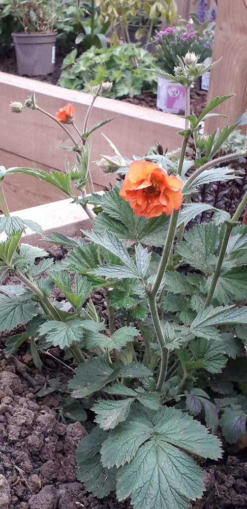 Photo of Avens (Geum 'Totally Tangerine') uploaded by MuseLea