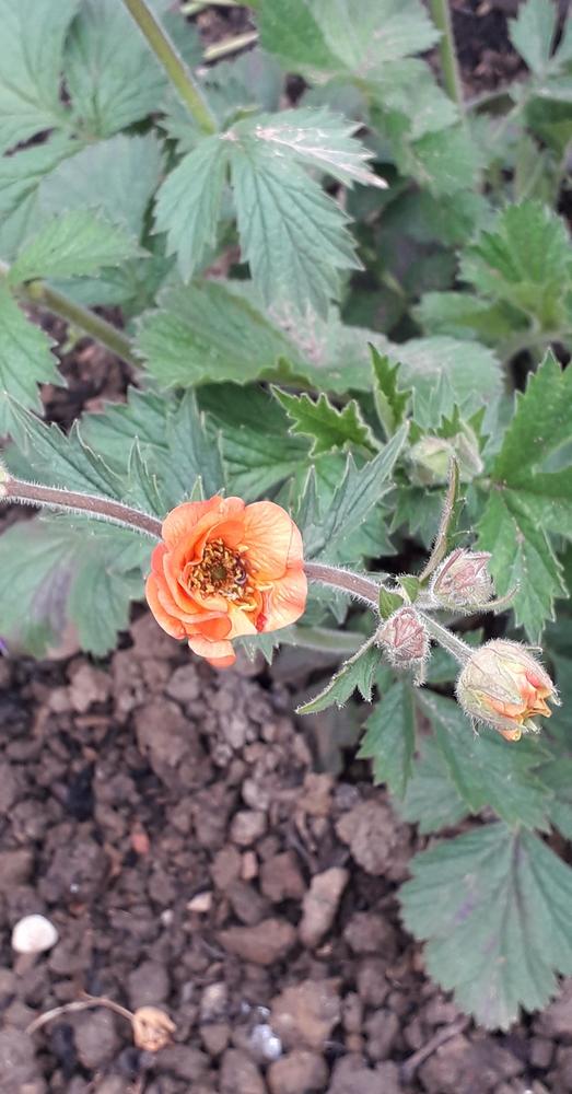 Photo of Avens (Geum 'Totally Tangerine') uploaded by MuseLea