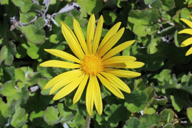 Photo of Cape Weed (Arctotheca calendula) uploaded by RuuddeBlock