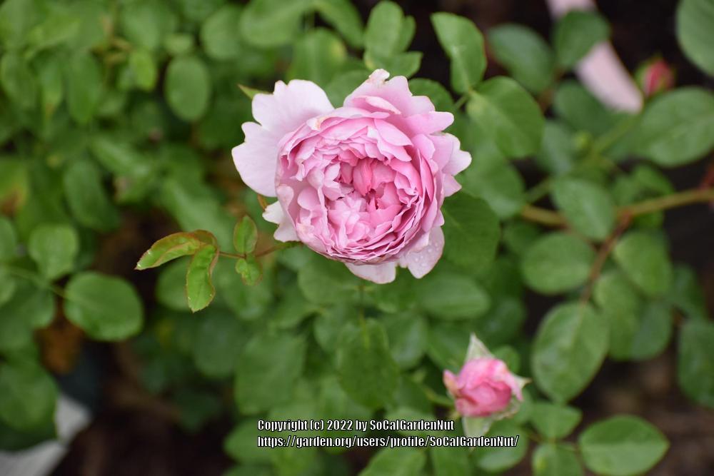 Photo of Rose (Rosa 'Charles Rennie Mackintosh') uploaded by SoCalGardenNut