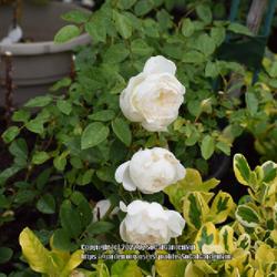 
Date: 2022-05-05
This rose is growing in container