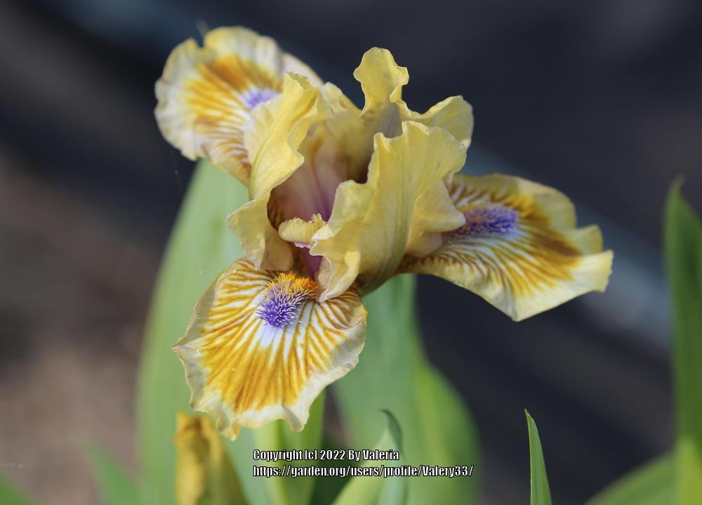 Photo of Miniature Dwarf Bearded Iris (Iris 'Pokemon') uploaded by Valery33