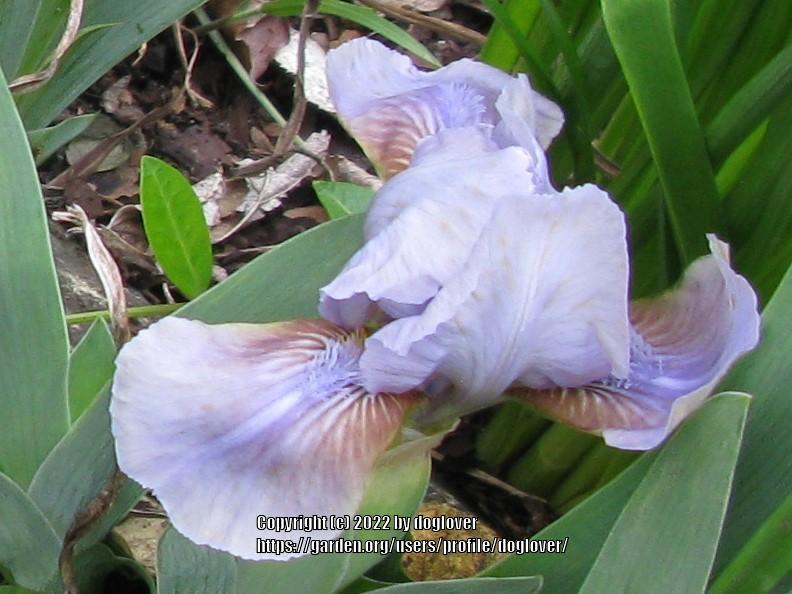 Photo of Standard Dwarf Bearded Iris (Iris 'Blue Surf') uploaded by doglover