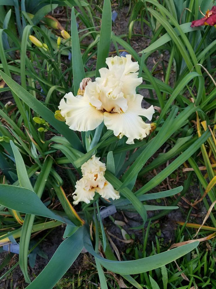 Photo of Tall Bearded Iris (Iris 'Comes the Dawn') uploaded by hol36