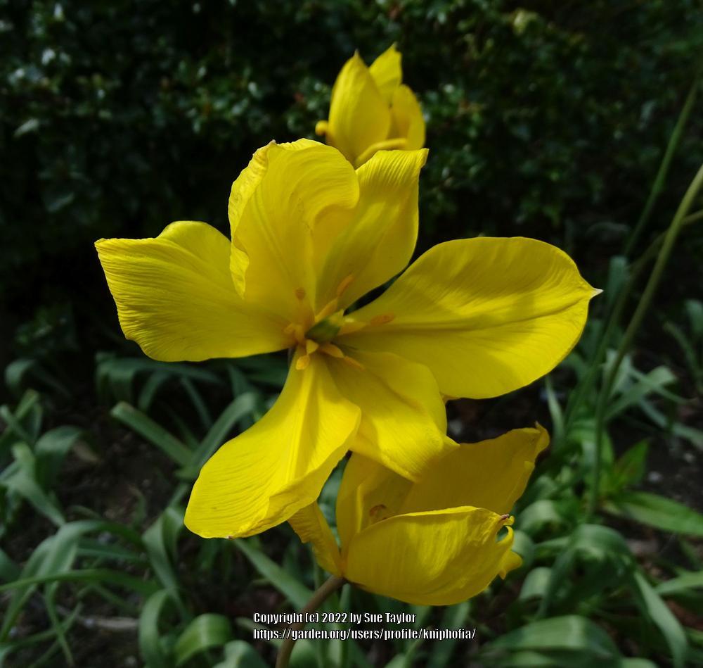 Photo of Species Tulip (Tulipa sylvestris) uploaded by kniphofia