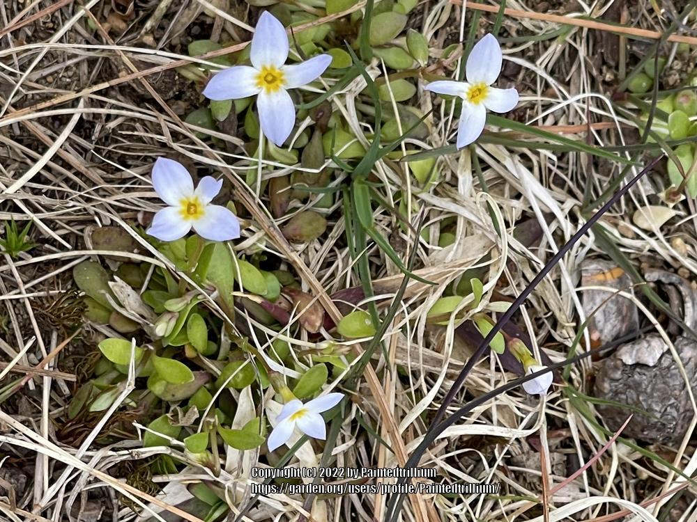 Photo of Bluets (Houstonia caerulea) uploaded by Paintedtrillium