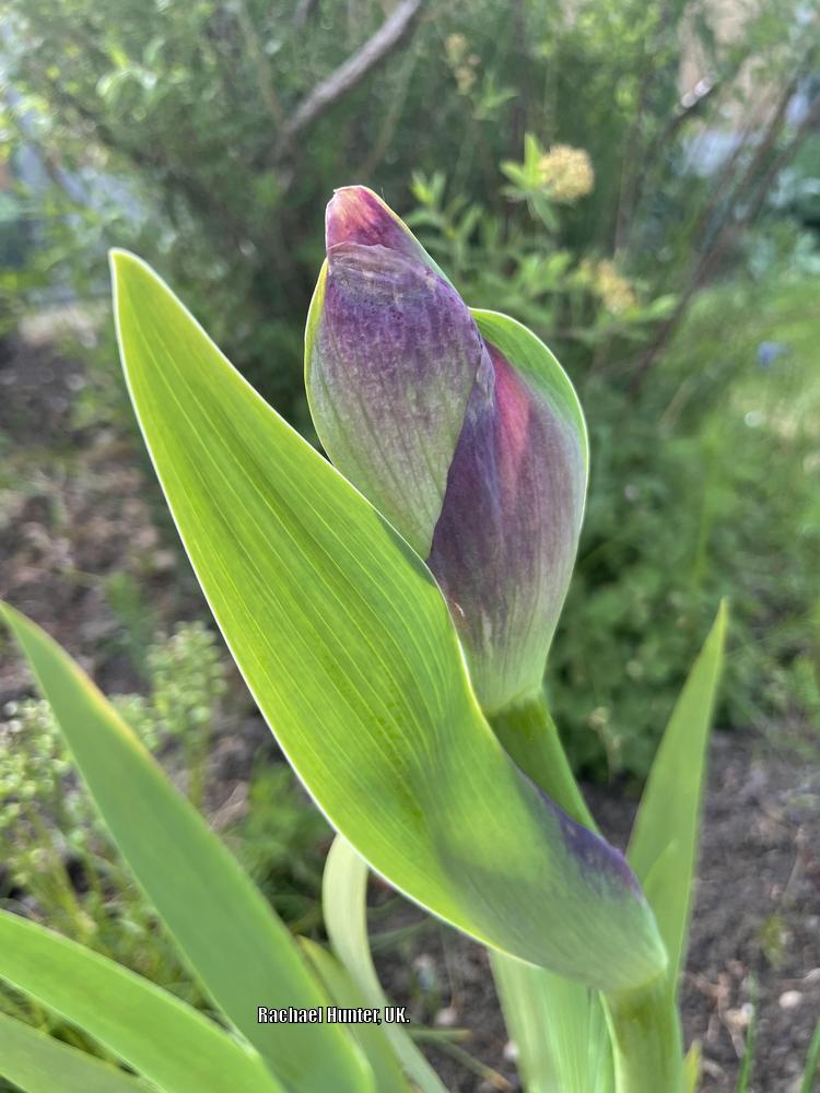 Photo of Tall Bearded Iris (Iris 'Titan's Glory') uploaded by RachaelHunter