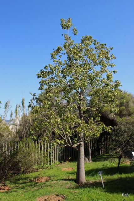 Photo of Bottle Tree (Brachychiton populneus) uploaded by RuuddeBlock