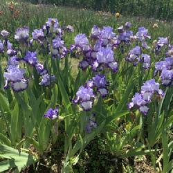 Location: Ozark Iris Gardens
Date: May 7, 2022